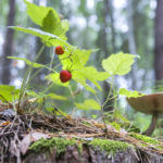 Подсчитаны доходы от сбора грибов и ягод в лесах