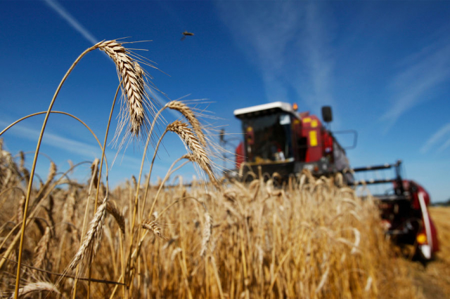 Избежать дефицита. Белоруссия запретила экспорт зерна