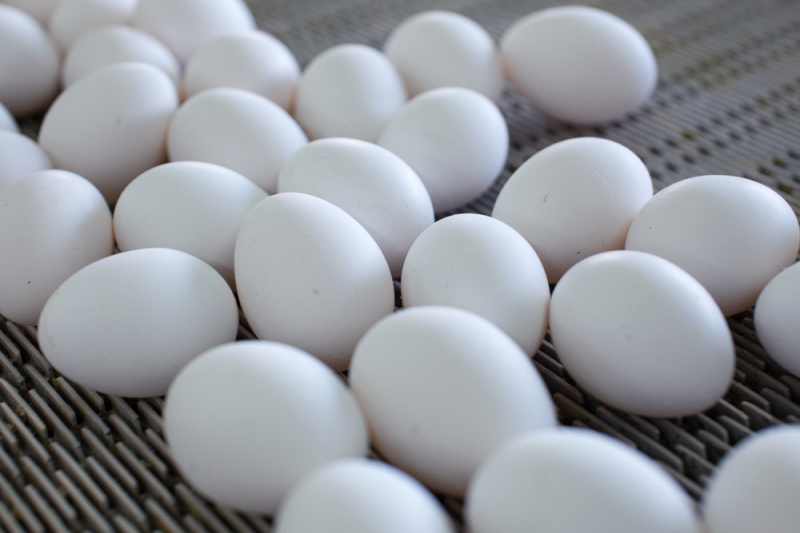 Эксперт оценил риски низких закупочных цен на яйца