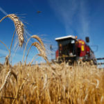 Избежать дефицита. Белоруссия запретила экспорт зерна