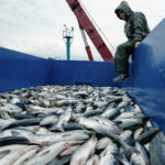 Экспорт российской рыбы в 2021 году показал взрывной рост