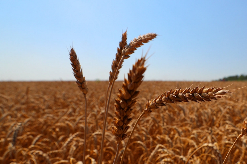 В цены на российскую пшеницу вмешивается политика