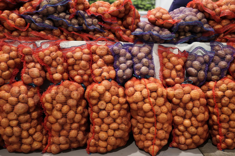 Выращивание картофеля в России поддержат субсидиями - Российская газета
